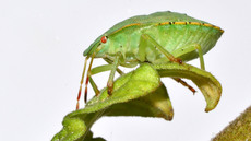 Grüne Stinkwanze_5.jpg